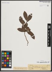 Foto von Salix appendiculata Vill.